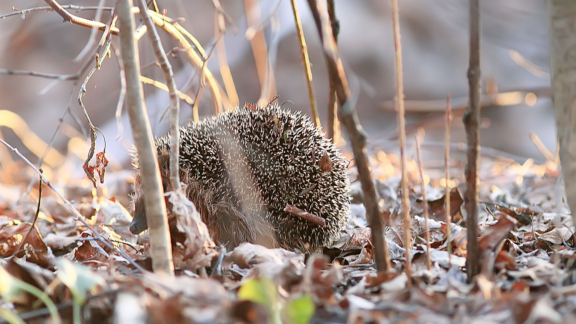ecologische wintertuin